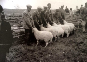 Sheep Judging, Coll Show